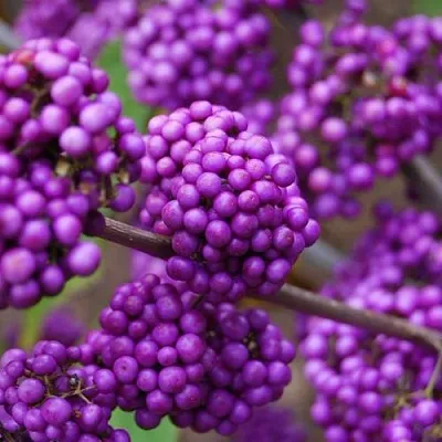 Красивоплодник  Красивоплодник в Омске