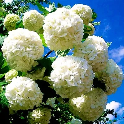 Калина БУЛЬДЕНЕЖ  Калина БУЛЬДЕНЕЖ в Омске