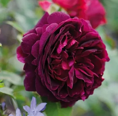 Саженцы роз МАНСТЕД ВУД английская  Саженцы роз МАНСТЕД ВУД английская в Омске