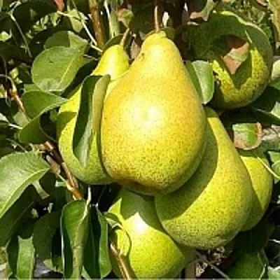 Груша ПАТЕН (ГЛУБОКСКАЯ)  Груша ПАТЕН (ГЛУБОКСКАЯ) в Омске