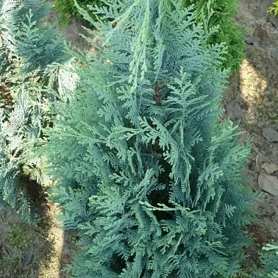 Кипарисовик КОЛУМНАРИС лавсона  Кипарисовик КОЛУМНАРИС лавсона в Омске