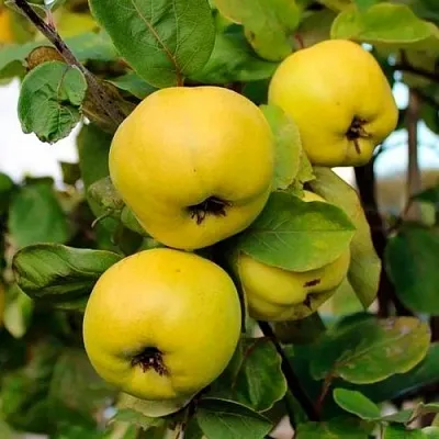 Айва ЯБЛОКОВИДНАЯ  Айва ЯБЛОКОВИДНАЯ в Омске