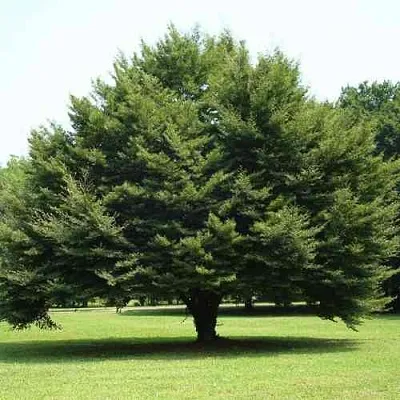 Бук обыкновенный  Бук обыкновенный в Омске