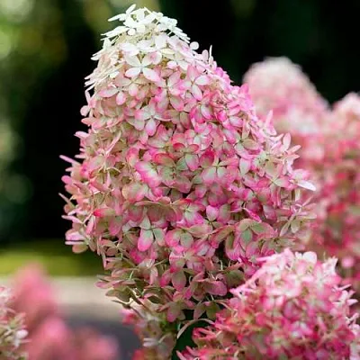 Гортензия РОЯЛ ФЛОВЕР метельчатая  Гортензия РОЯЛ ФЛОВЕР метельчатая в Омске