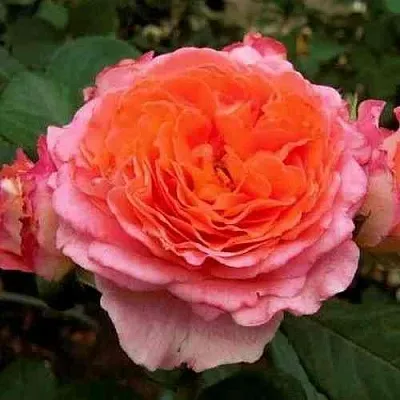 Саженцы роз НОТР ДАМ ДЮ РОЗЕР шраб  Саженцы роз НОТР ДАМ ДЮ РОЗЕР шраб в Омске