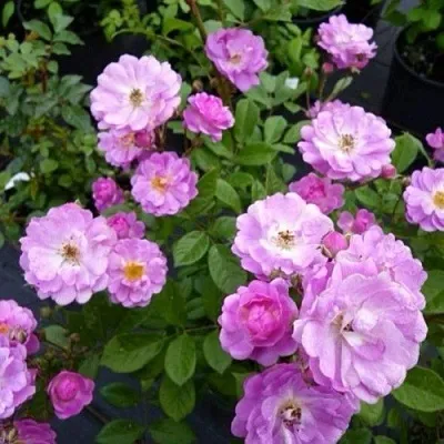 Саженцы роз РАЙМОНД ПРИВАТ полиантовая  Саженцы роз РАЙМОНД ПРИВАТ полиантовая в Омске