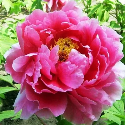 Пион ВОСХОД СОЛНЦА древовидный  Пион ВОСХОД СОЛНЦА древовидный в Омске