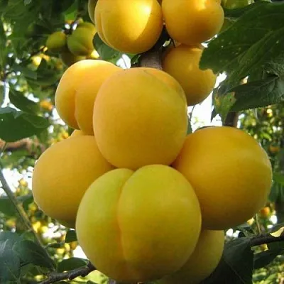 Слива ЛОДВА  Слива ЛОДВА в Омске