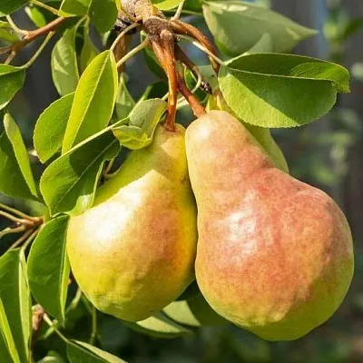 Летние сорта  Летние сорта в Омске