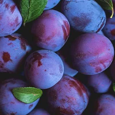 Слива в Омске