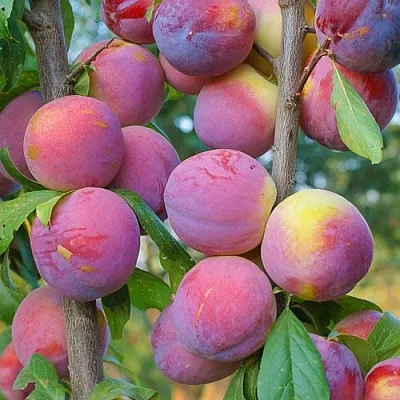 Слива КОЛОННОВИДНАЯ  Слива КОЛОННОВИДНАЯ в Омске