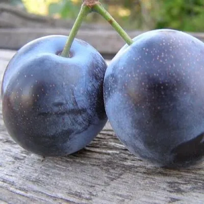 Слива БЛЮФРИ  Слива БЛЮФРИ в Омске