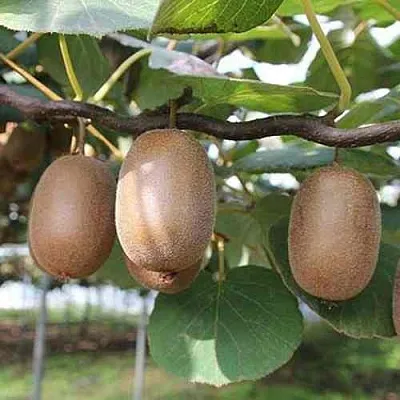 Актинидия ЗАКАРПАТЬЕ деликатесная  Актинидия ЗАКАРПАТЬЕ деликатесная в Омске