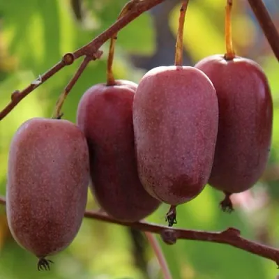 Актинидия ПУРПУРНО САДОВАЯ  аргута  Актинидия ПУРПУРНО САДОВАЯ  аргута в Омске