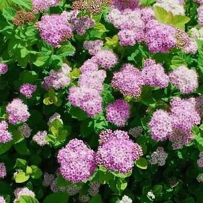 Спирея ПИНК СПАРКЛЕР в Омске