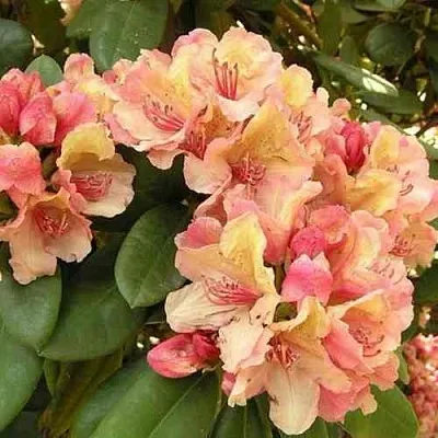 Рододендрон ФЛАУТАНДО  Рододендрон ФЛАУТАНДО в Омске