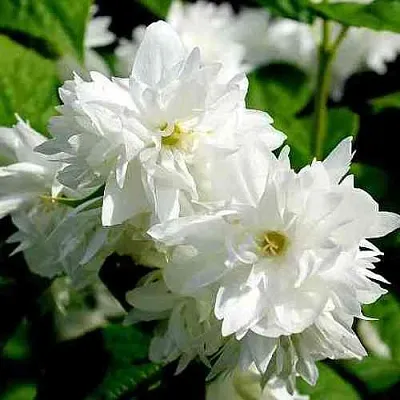 Жасмин ДАМ БЛАНШ  Жасмин ДАМ БЛАНШ в Омске