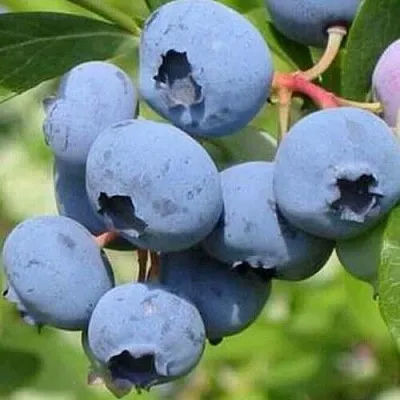 Голубика ДАРРОУ в Омске