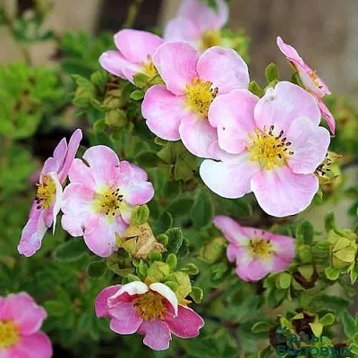 Лапчатка НЬЮ ДАУН кустарниковая  Лапчатка НЬЮ ДАУН кустарниковая в Омске