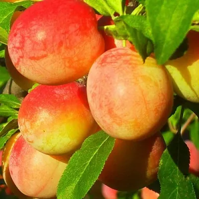 саженцы сливы саженцы сливы