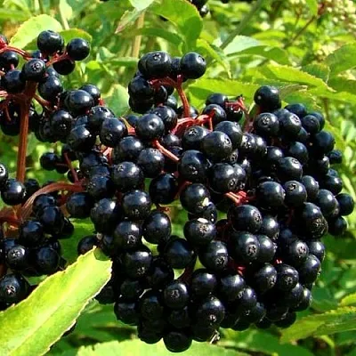 Бузина в Омске