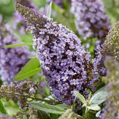 Буддлея давида БАТТЕРФЛЯЙ КАНДИ ЛИЛА СВИТХАРТ  Буддлея давида БАТТЕРФЛЯЙ КАНДИ ЛИЛА СВИТХАРТ в Омске