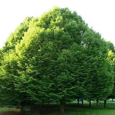 Граб японский  Граб японский в Омске