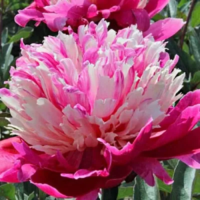 Пион ДЕЙДРИМ травянистый  Пион ДЕЙДРИМ травянистый в Омске
