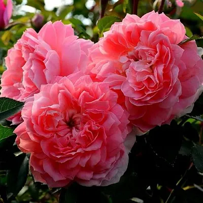 Саженцы роз ОЛЬГА шраб  Саженцы роз ОЛЬГА шраб в Омске