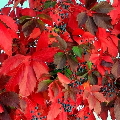 Девичий виноград  Девичий виноград в Омске