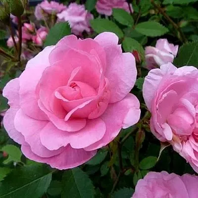 Саженцы роз ДЖОН ДЭВИС плетистая  Саженцы роз ДЖОН ДЭВИС плетистая в Омске