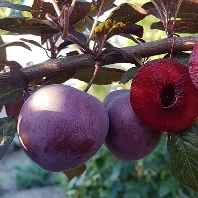 Слива ПАННА   Слива ПАННА  в Омске