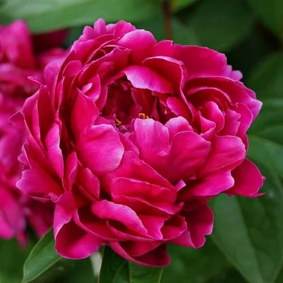 Пион ЛУИ ВАН-ГУТТ травянистый  Пион ЛУИ ВАН-ГУТТ травянистый в Омске