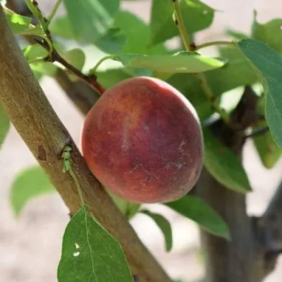 Плумкот БИРИКОККОЛО СУЗИНКОККО  Плумкот БИРИКОККОЛО СУЗИНКОККО в Омске