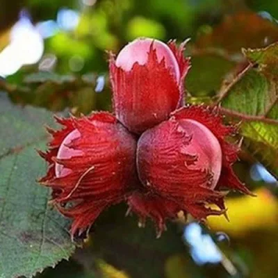 Фундук КРАСНЫЙ ЯНТАРЬ в Омске