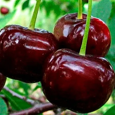 Дюк (черевишня) в Омске