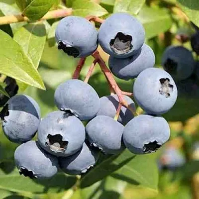 Голубика КРОЭТЭН в Омске