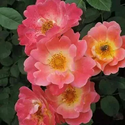 Саженцы роз ГЕРЦОГИНЯ ФРЕДЕРИКА шраб  Саженцы роз ГЕРЦОГИНЯ ФРЕДЕРИКА шраб в Омске