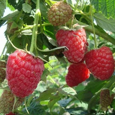 Малина КОЛОКОЛЬЧИК  Малина КОЛОКОЛЬЧИК в Омске