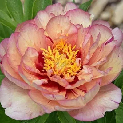 Пион КЭЛЛИС МЕМОРИ ито-гибрид  Пион КЭЛЛИС МЕМОРИ ито-гибрид в Омске