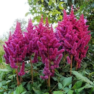 Астильба ВИЖНС китайская  Астильба ВИЖНС китайская в Омске