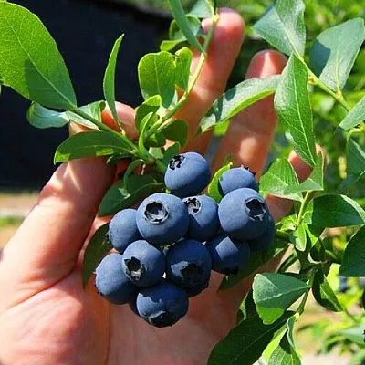 Голубика НОРТ КАНТРИ в Омске