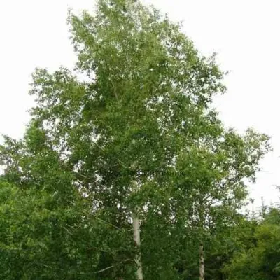 Береза бородавчатая — описание сорта Береза бородавчатая в Омске