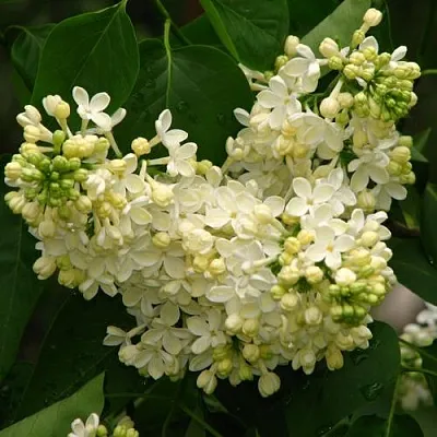 Сирень ПРИМРОУЗ  Сирень ПРИМРОУЗ в Омске