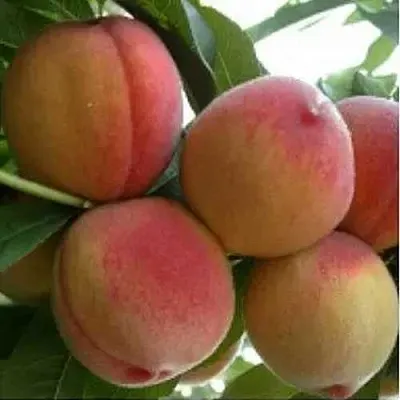 Персик ТУРИСТ  Персик ТУРИСТ в Омске