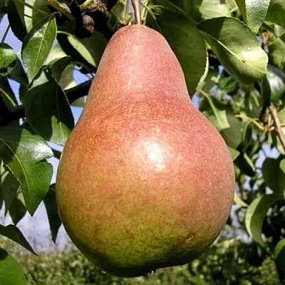 Груша КИРГИЗСКАЯ ЗИМНЯЯ  Груша КИРГИЗСКАЯ ЗИМНЯЯ в Омске