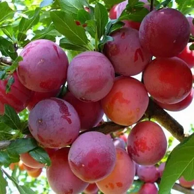 Слива НЕКТАРИННАЯ АРОМАТНАЯ  Слива НЕКТАРИННАЯ АРОМАТНАЯ в Омске