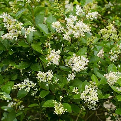 Бирючина  Бирючина в Омске