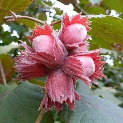 Фундук СКАРЛЕТТ  Фундук СКАРЛЕТТ в Омске