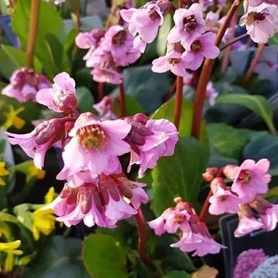 Бадан БЭБИ ДОЛЛ  Бадан БЭБИ ДОЛЛ в Омске